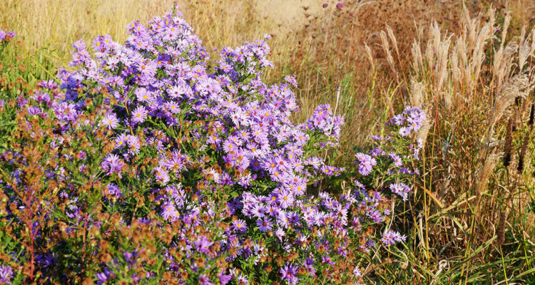 Automne, jardin de Maurice Laurent