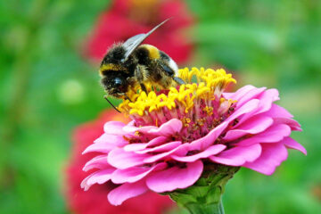 bourdon sur zinnia