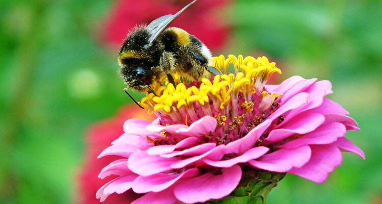 bourdon sur zinnia