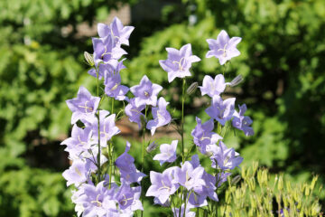 Campanule à fleur de pêcher