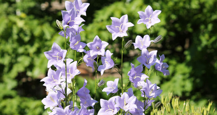 Campanule à fleur de pêcher