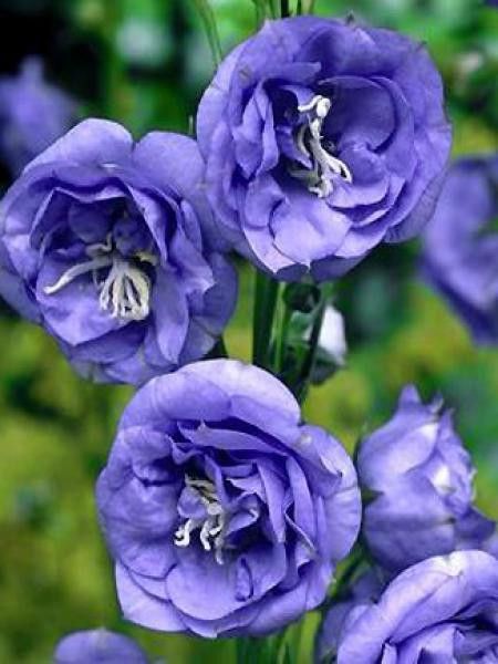 campanule-a-feuilles-de-pecher-la-belle-jardin du Pic Vert Campanula La Belle