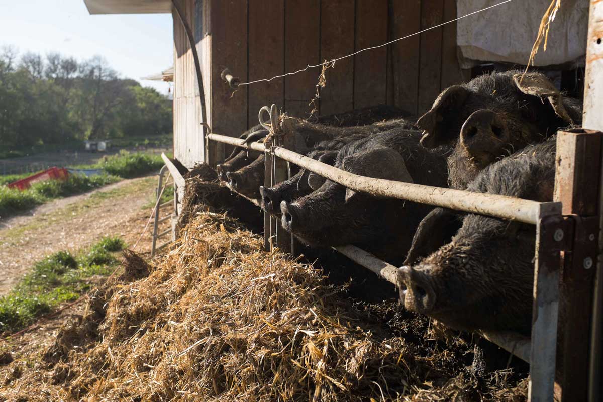 cochons noirs de Bigorre