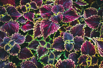 magnifique feuillage