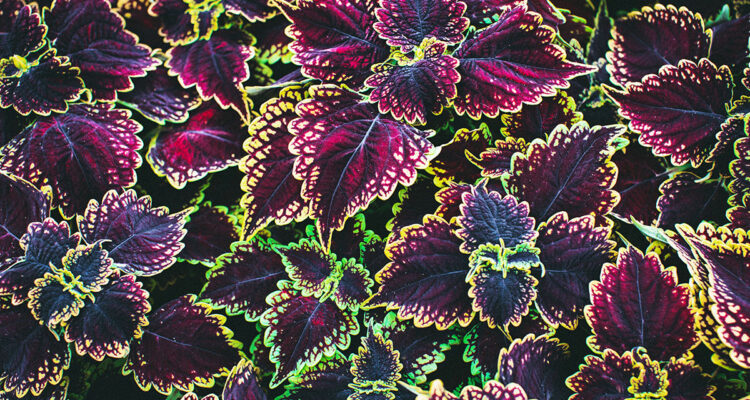 magnifique feuillage