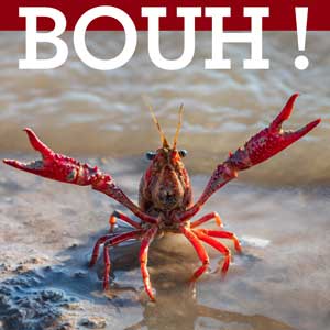 ecrevisse-Fernando--AdobeStock_521193561 écrevisse américaine