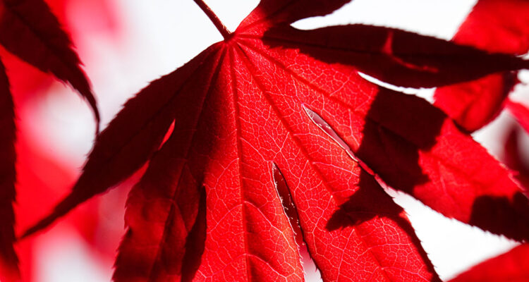 érable feuille