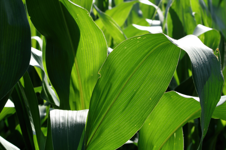 feuille sorgho -. Vijayakumar Bingi jpg-Edit Feuille de sorgho