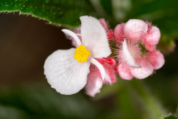 Bégonia 'Ginny'