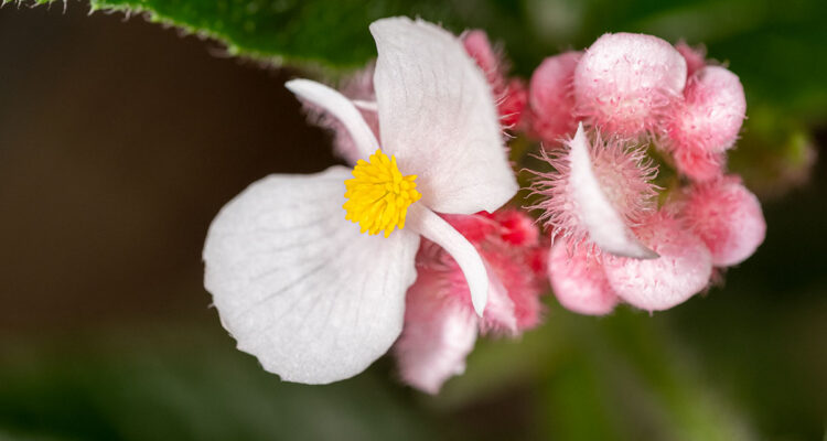 Bégonia 'Ginny'