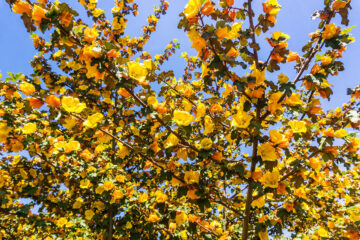 Frémontia de Californie