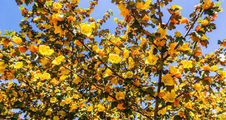 Frémontia de Californie