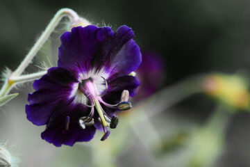 géranium livide