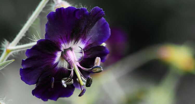géranium livide