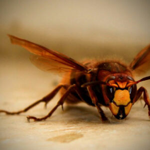 hornet-4945512_960_720-Carola68 Frelon asiatique