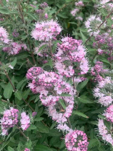 IMG_5296 Caryopteris Pink Perfection - Isabelle Morand-Edit Caryopteris 'Pink Perfection', prix de la presse