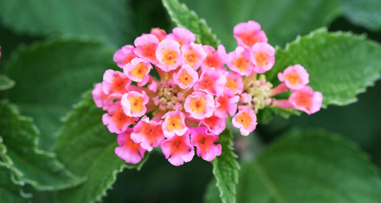 lantana camara