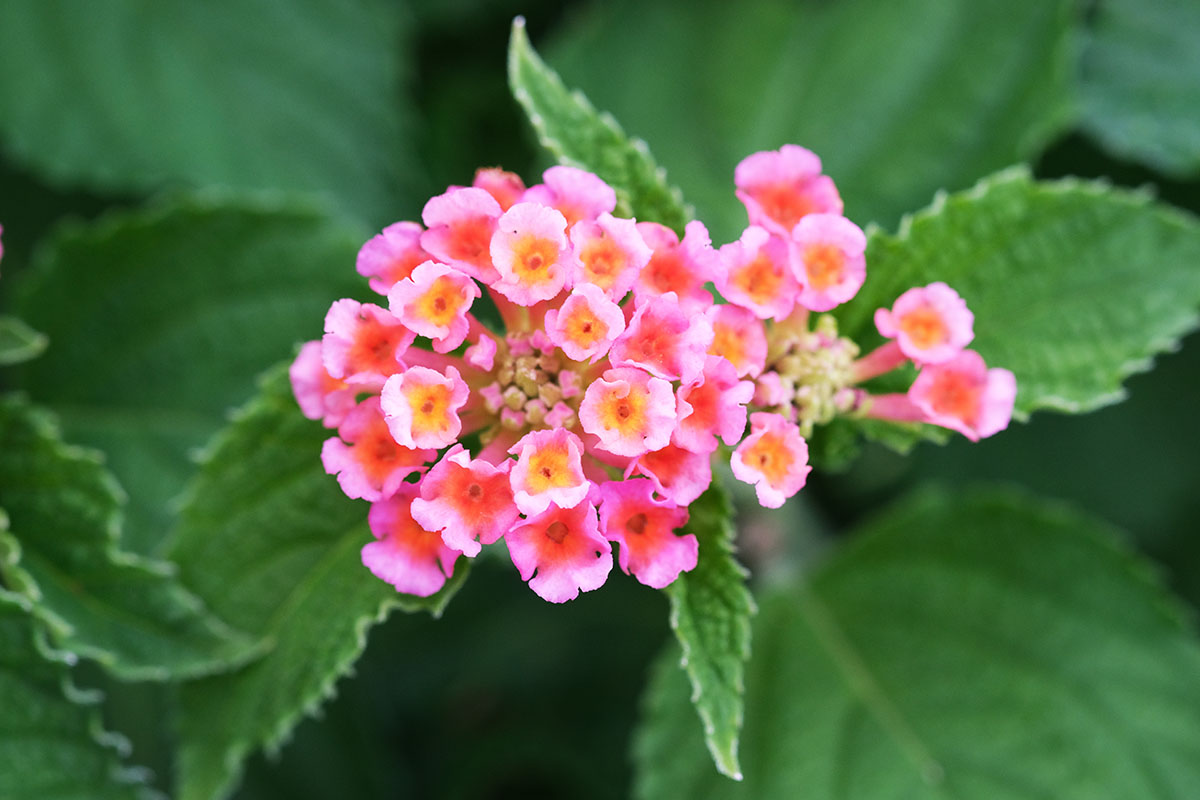 Lantana camara Aurore-Lantanier-domaine horticole du Cannebeth_DSF3425-1200x800 lantana camara