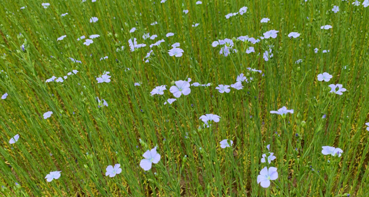 Lin en fleurs