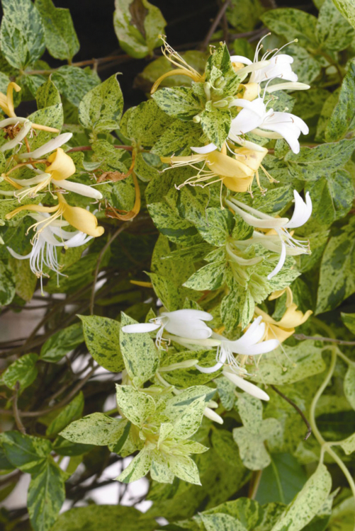 lonicera_japonica_mint-crisp_Globe Planter-Edit chévrefeuille à feuillage éclaboussé