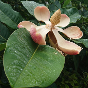 Magnolia-delavayi-Marie-DEGAEY Magnolia delavayi : fleur