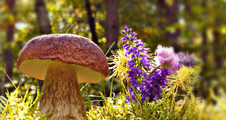 Joli cèpe dans l'herbe