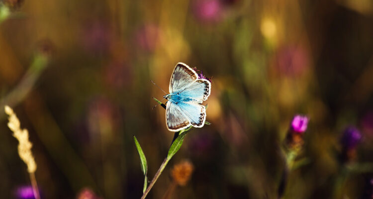 Papillon azuré