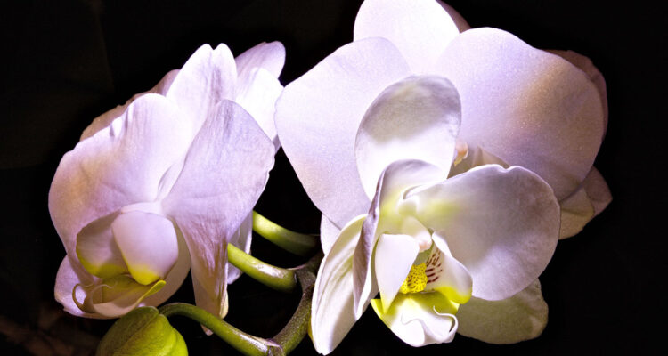 Phalaenopsis