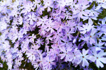 Phlox subulata