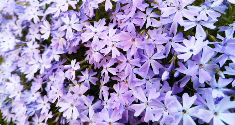 Phlox subulata