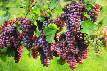 raisin bon à manger