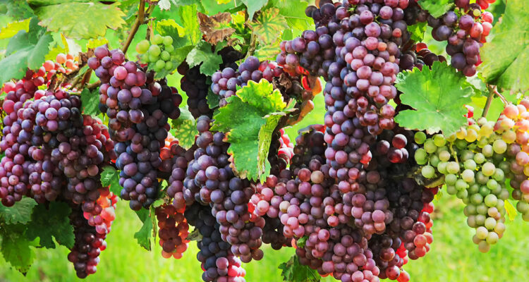 raisin bon à manger