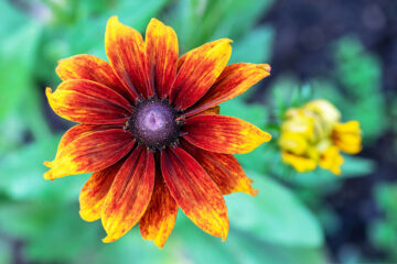 Rudbeckie en fin d'été