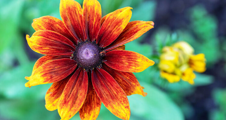 Rudbeckie en fin d'été
