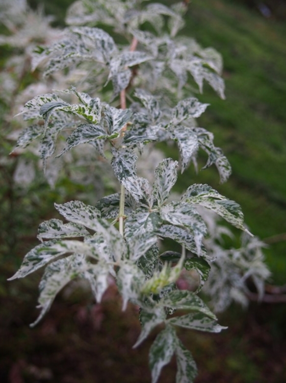 sambucus-nigra-pulverulenta-sureau-a-feuille-poudree - pépinière brochet lanvin-Edit sureau à feuille poudrée