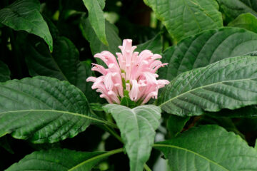 Justicia carnea