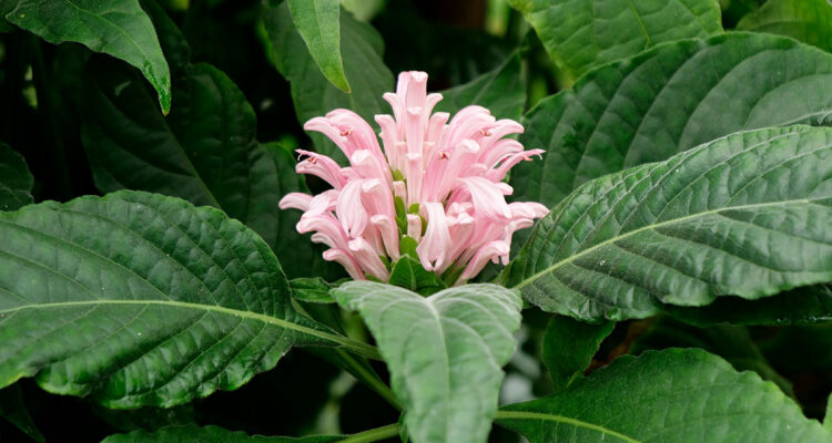 Justicia carnea