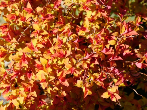 _1100094 Saint-Jean-de-Beauregard - spiraea japonica 'Magic Carpet' Walbuma - spirée-Edit Spirée Magic Carpet