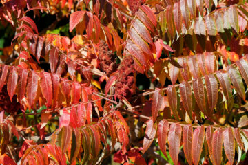 Sumac de Virginie