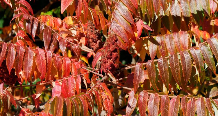 Sumac de Virginie