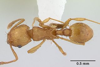 320px-Wasmannia_auropunctata-Erin Prado_1 ©Erin Prado / wikimedia