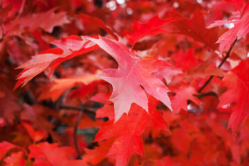 Acer rubrum
