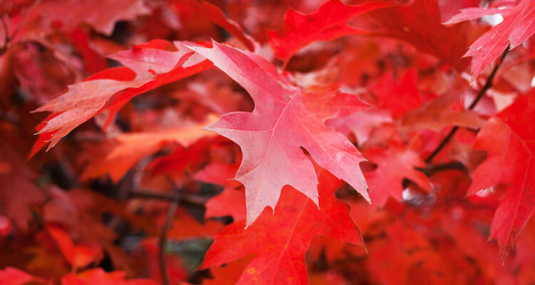Acer rubrum