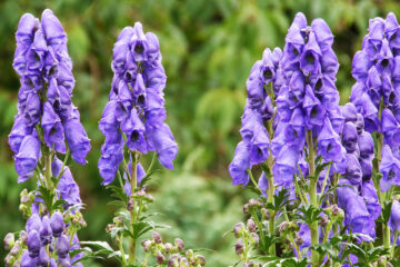 Aconitum