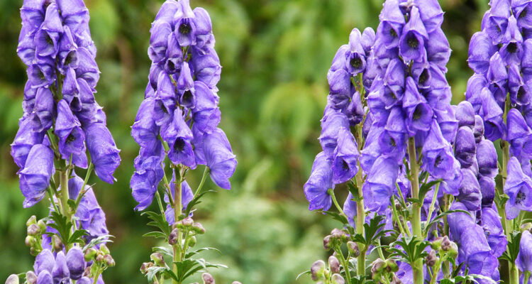 Aconitum