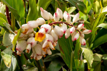 fleur d'alpinia