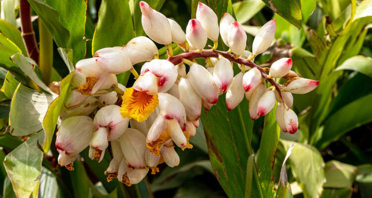 fleur d'alpinia