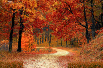 paysage d'automne