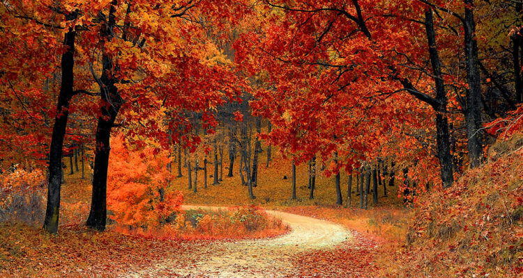 paysage d'automne