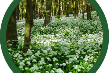 ail des ours